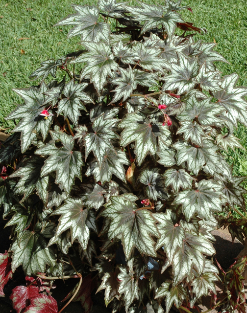 B. ‘Little Brother Montgomery’